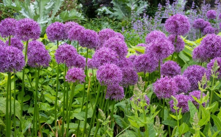 21 Best Flowers to Grow in Sandy Soil - Gardening