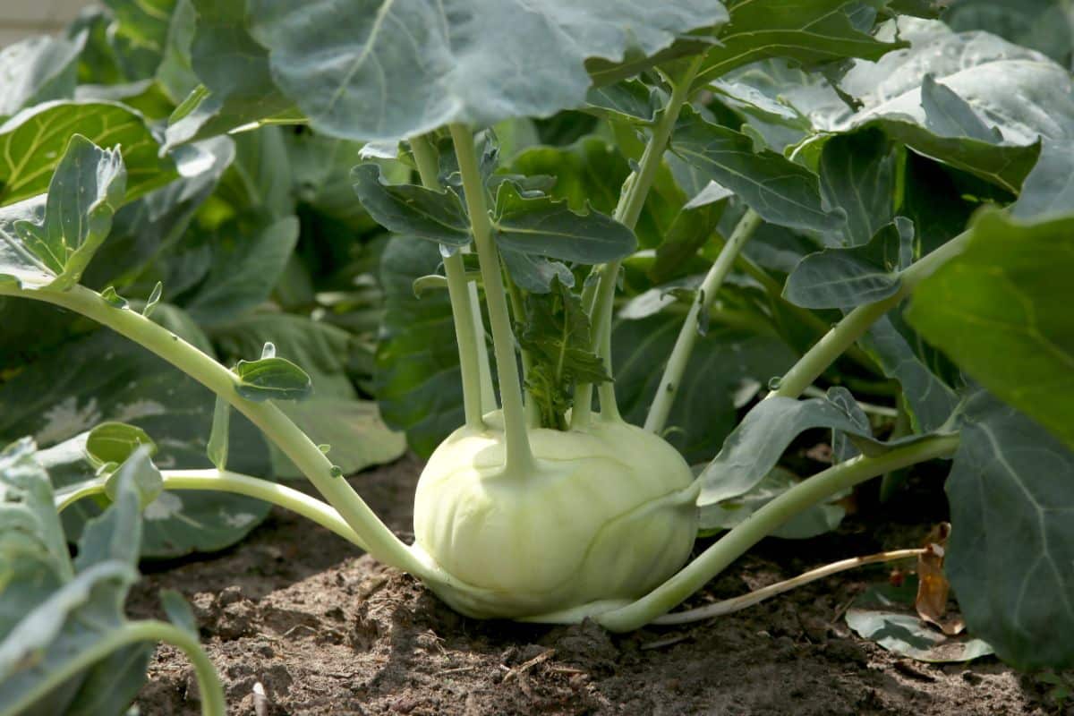 Kohlrabi ready to harvest