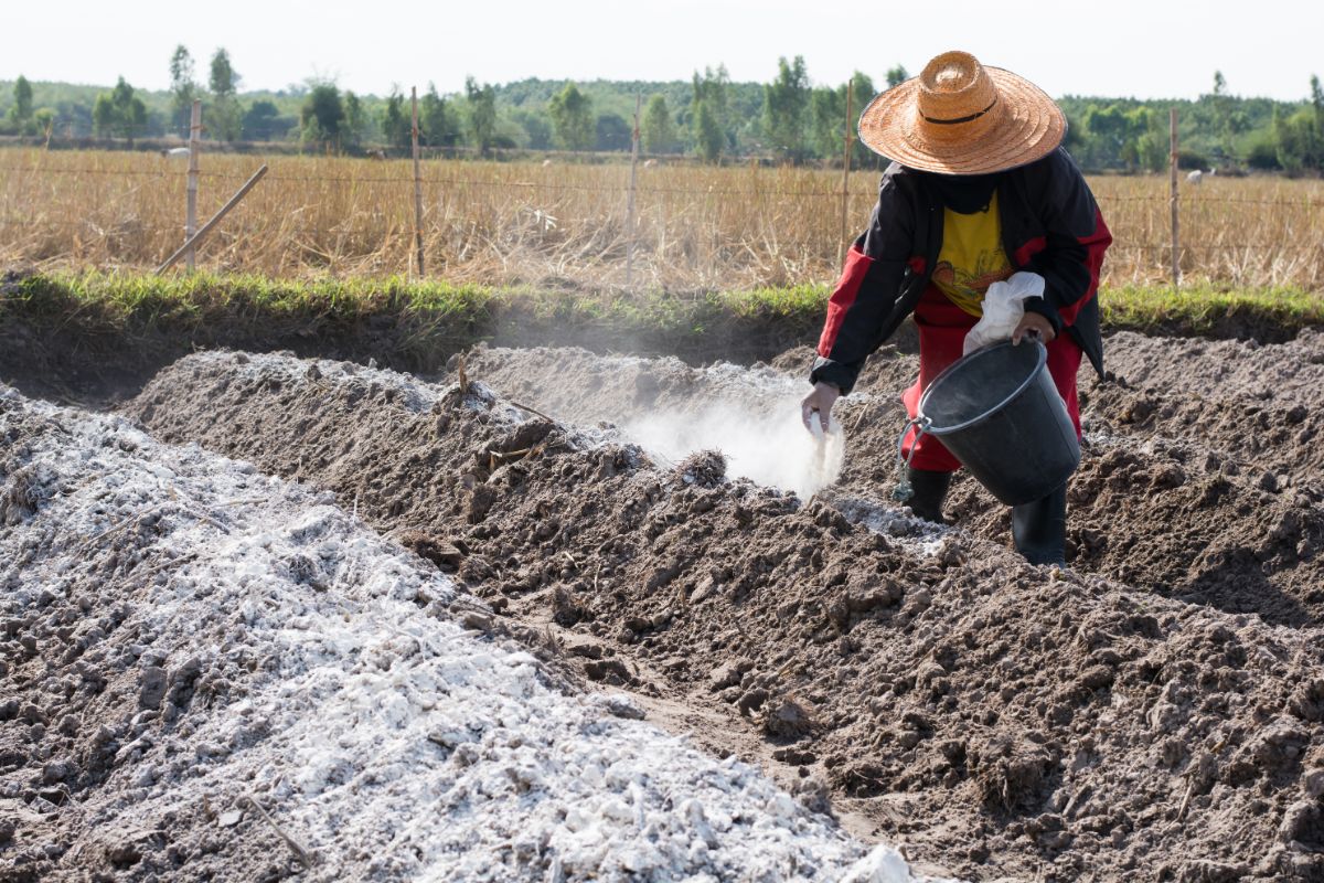 A gardener spreads lime over berms for plants to adjust acidic soil