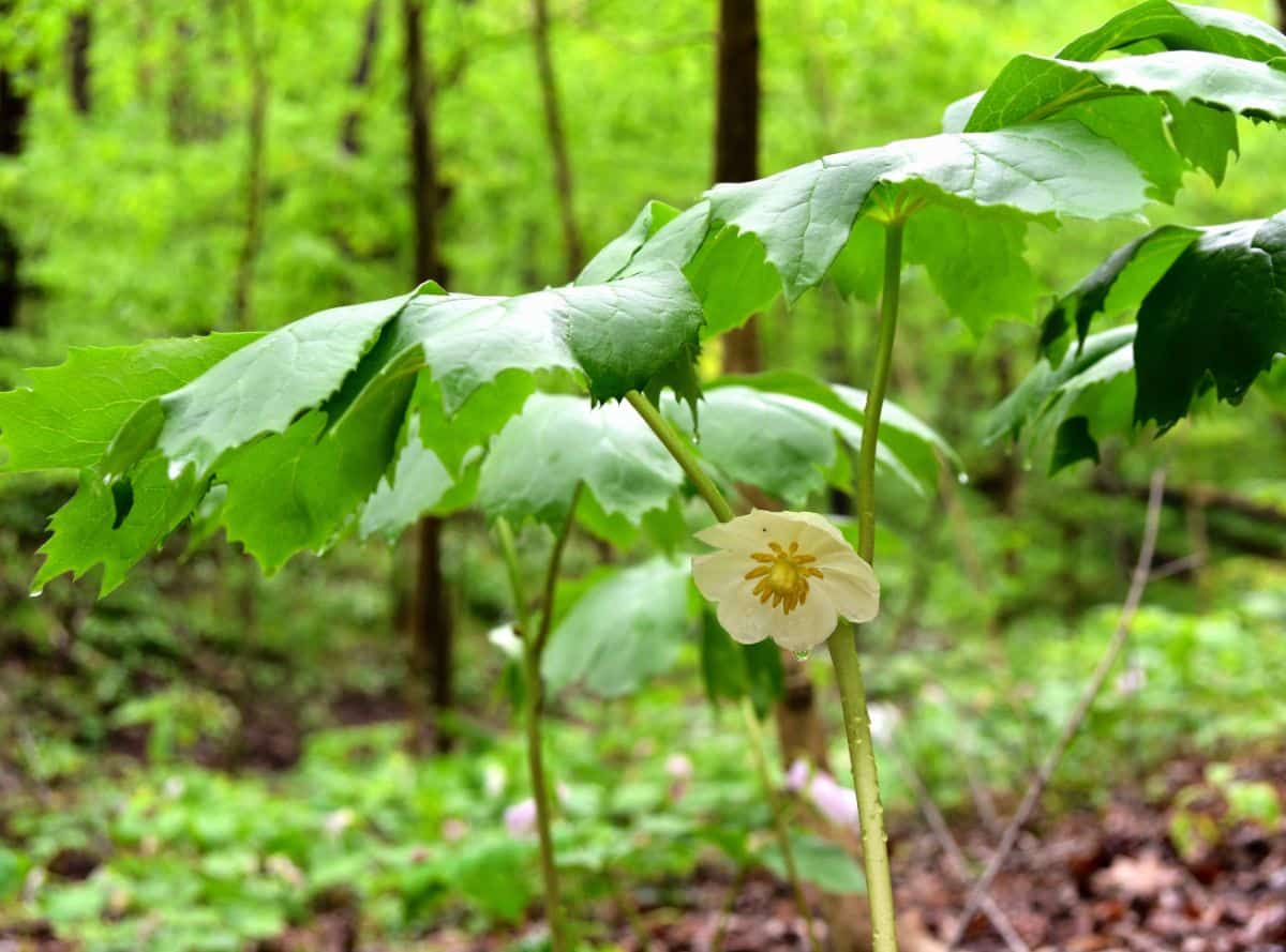 Mayapple, also known as the American Mandrake