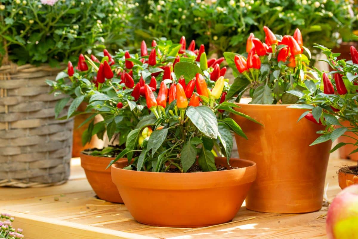 Brightly colored peppers growing in containers