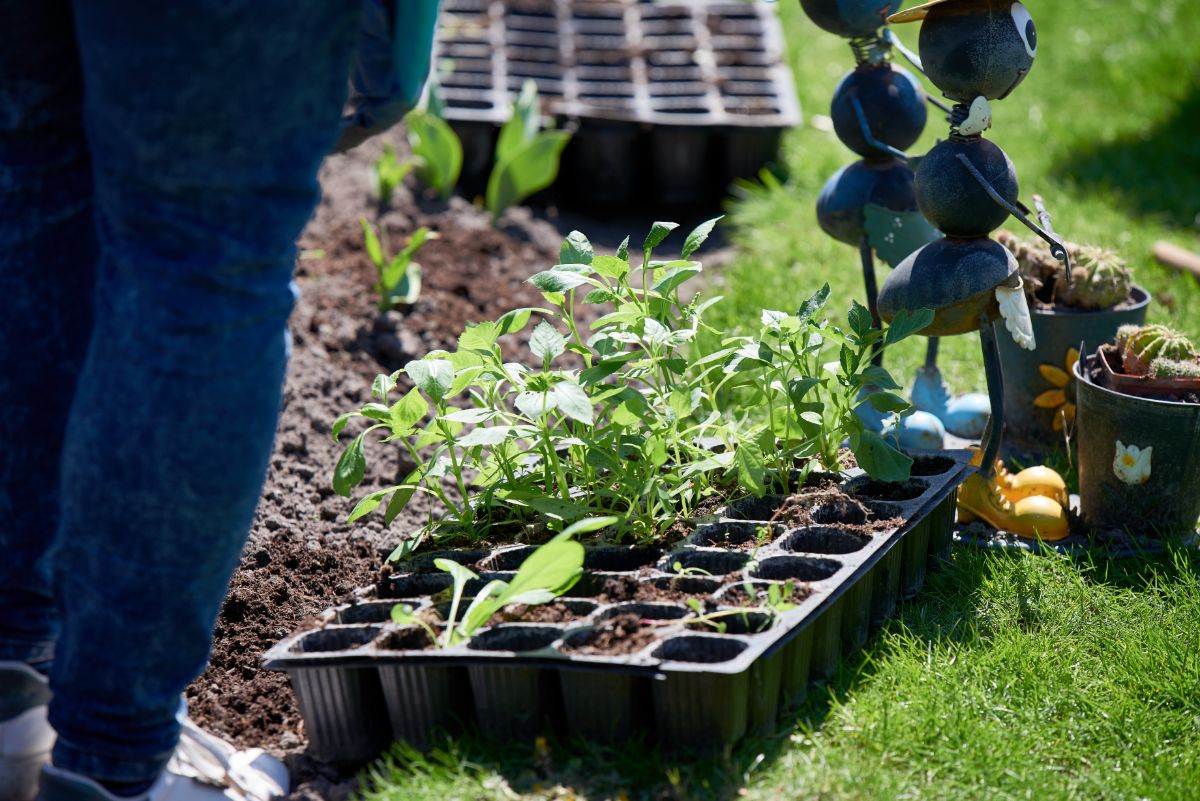 Fertilized garden transplants are planted in the garden, well prepared.