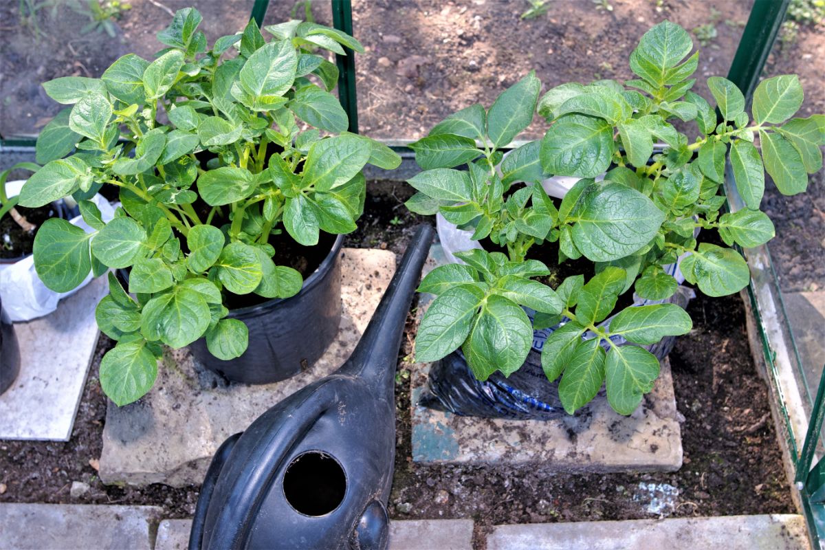 Potatoes growing in grow bags on patio blocks
