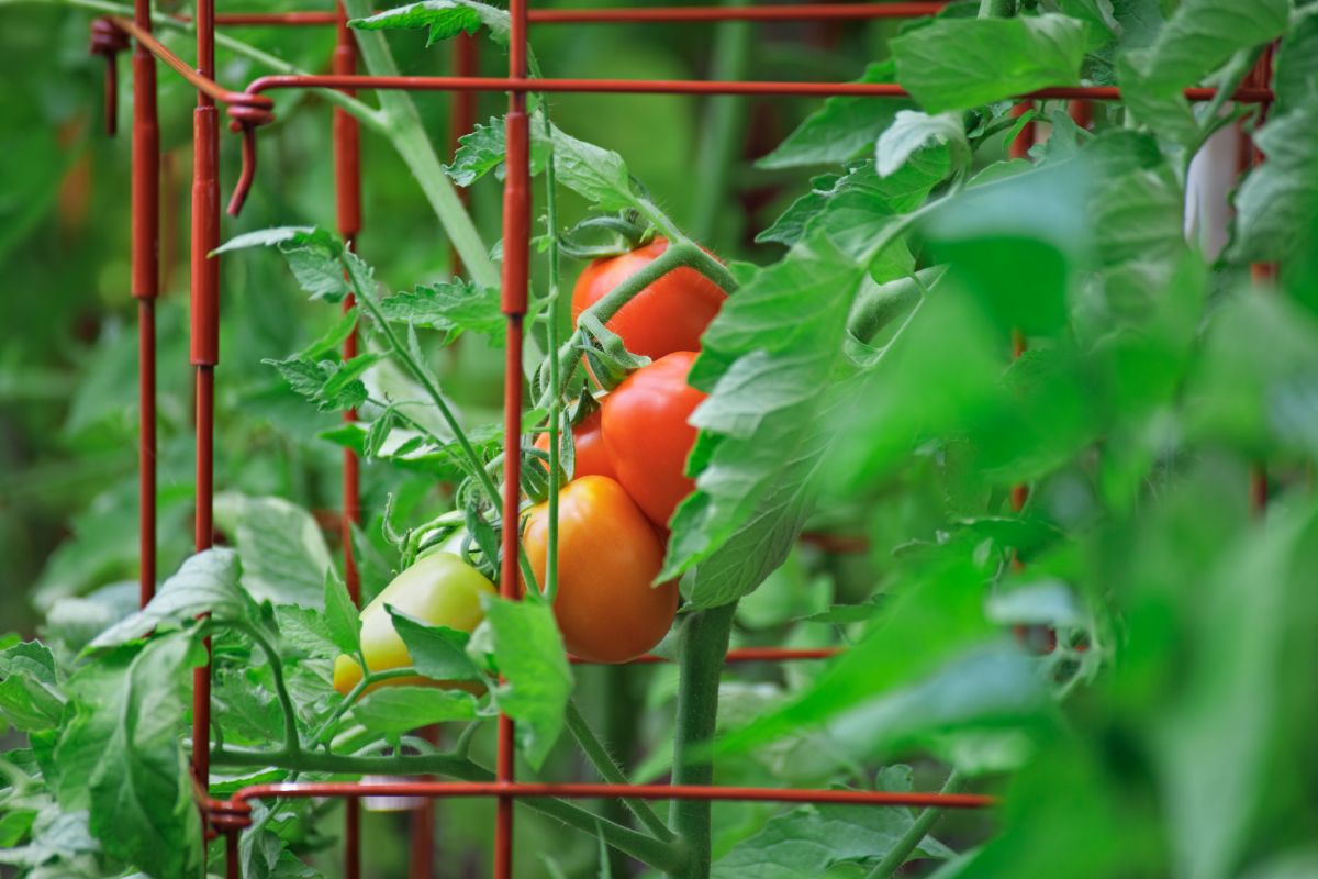 Tomatoes grow on a trellis in a square foot garden