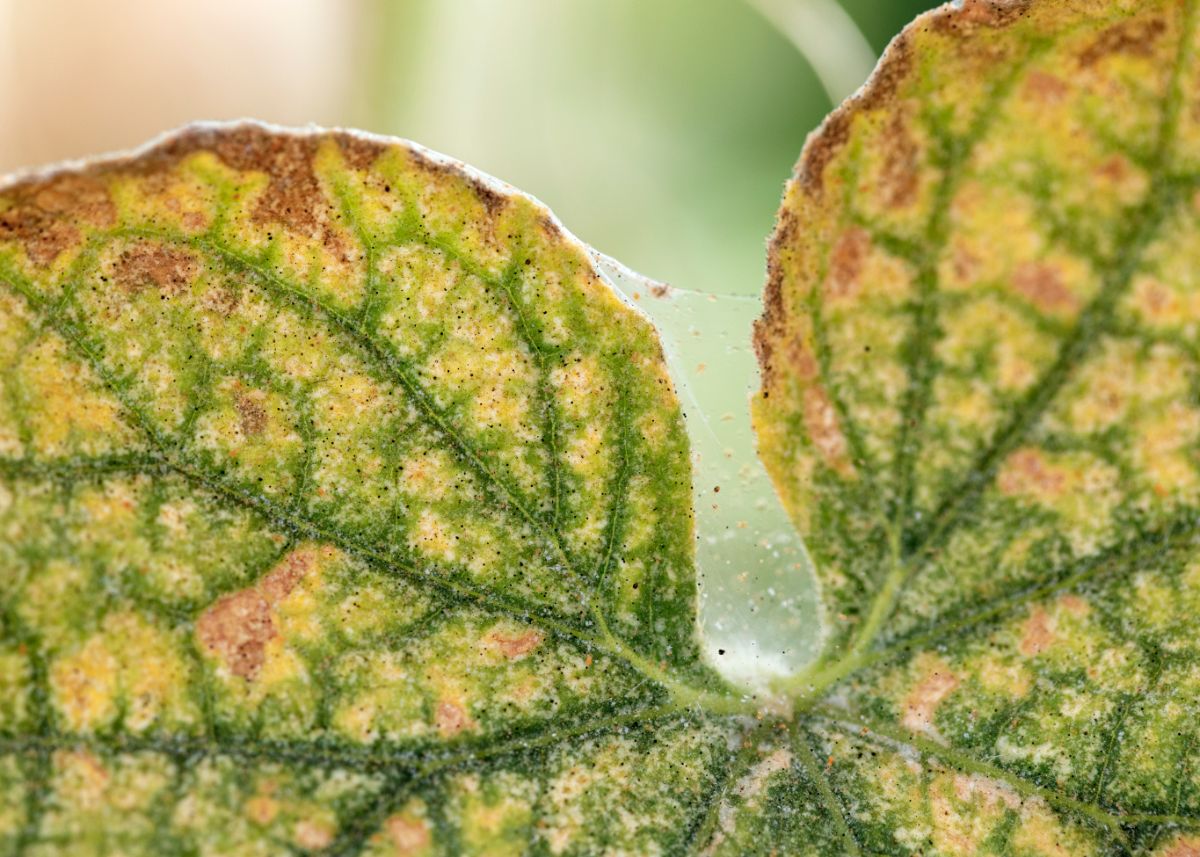 Stippling caused by insects on a house plant