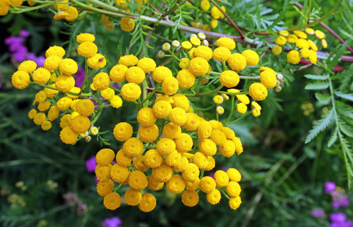 Yellow tansy flowers in a bunch