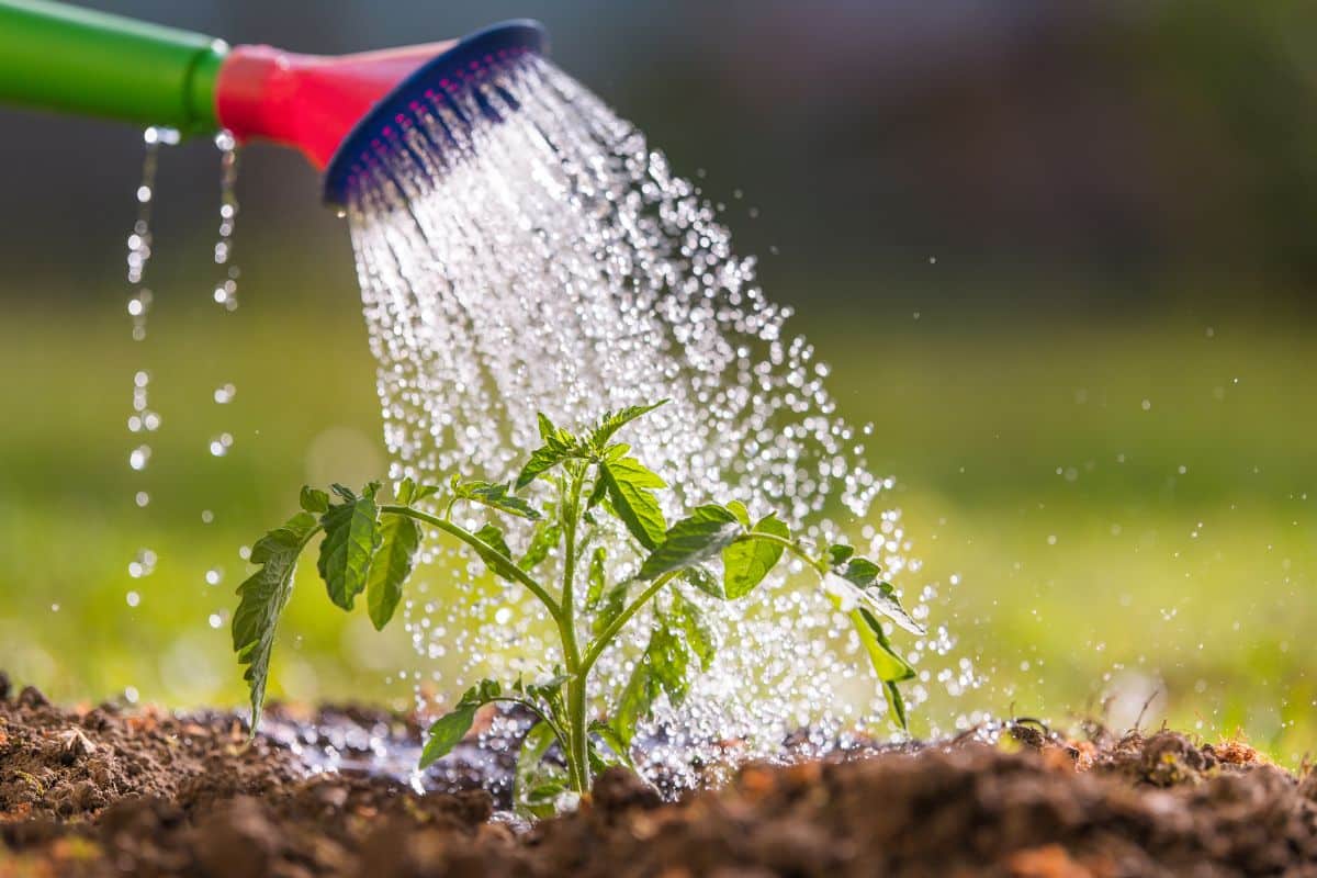 A gardener waters a tomato plant in a square foot garden