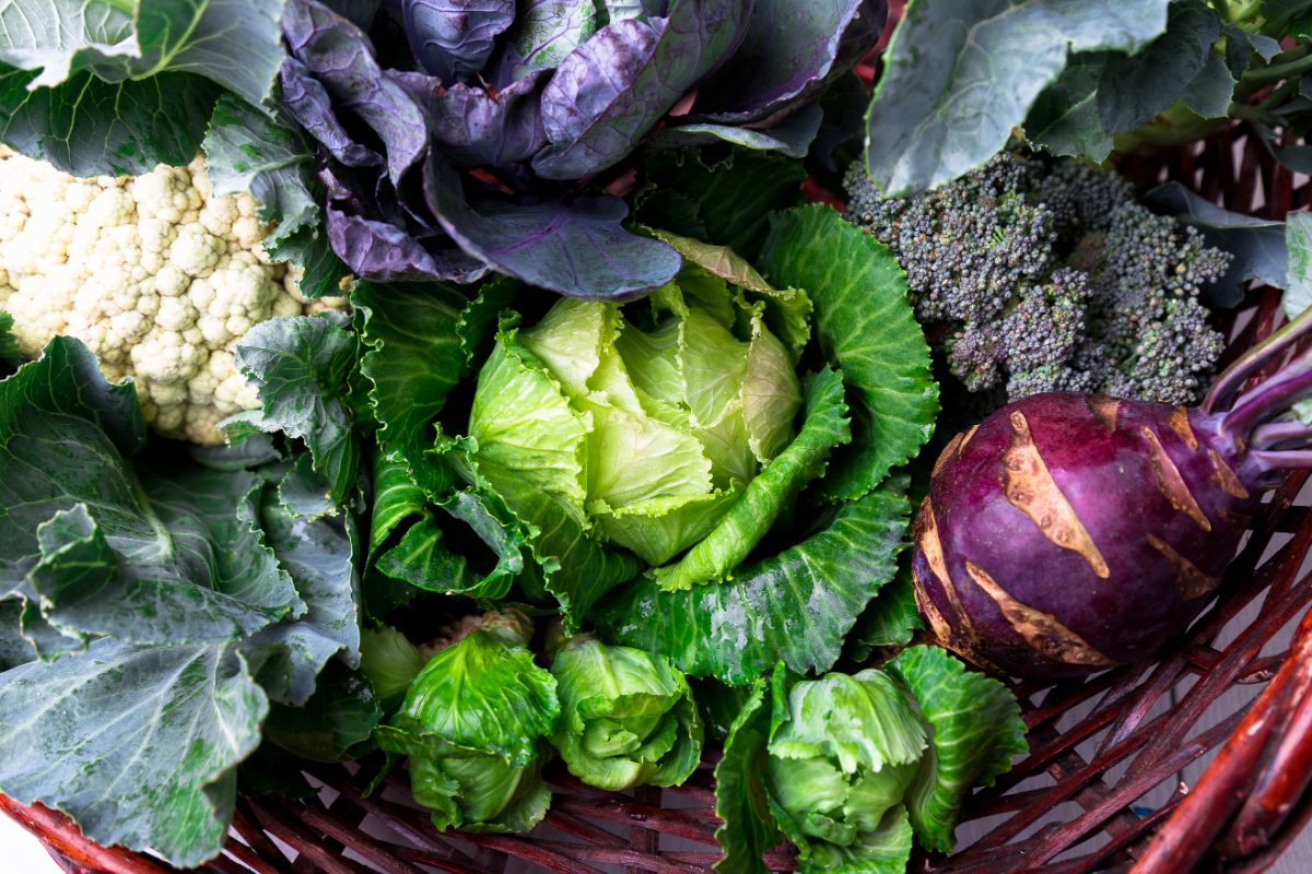 Brassica family plants, common insect targets