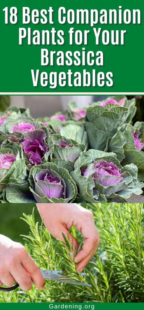 18 Best Companion Plants for Your Brassica Vegetables pinterest image.