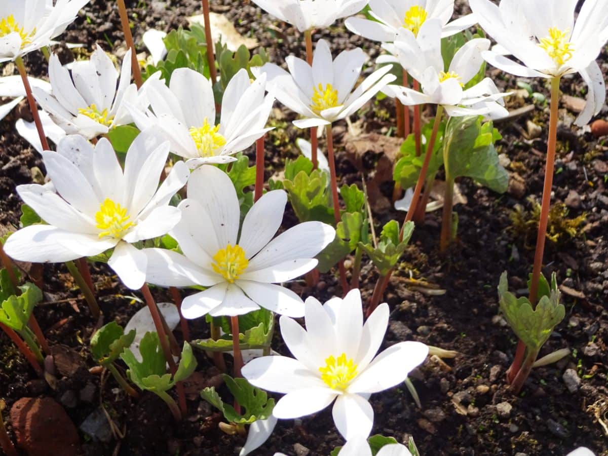 Early spring ephemerals are the first signs of new garden life in the spring