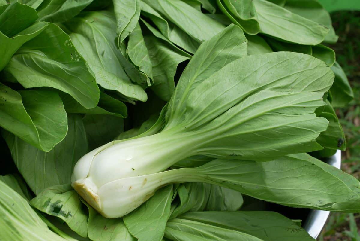 Bok choy, a member of the brassica family