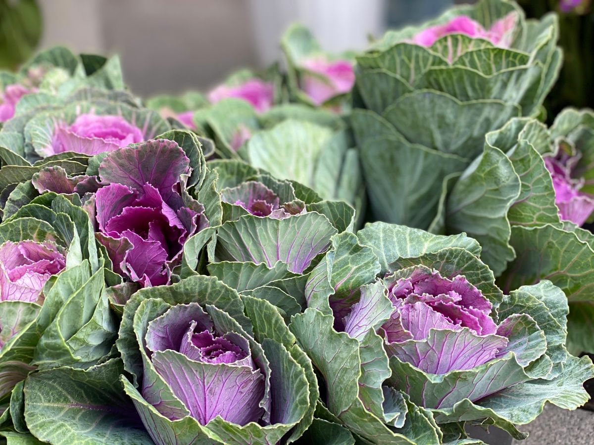 Ornamental purple and green cabbage