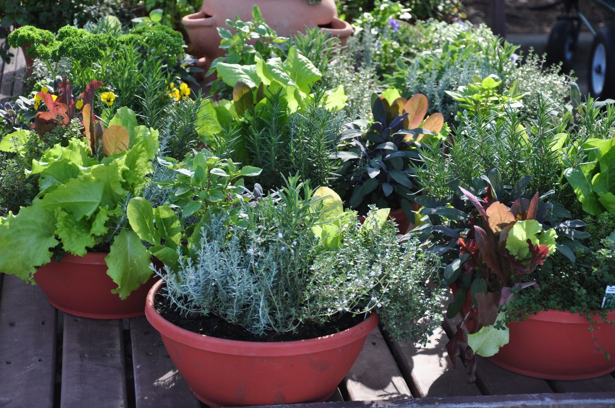 A variety of herbs and vegetables growing in containers