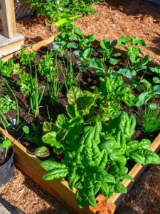 cropped-1-square-foot-garden.jpg