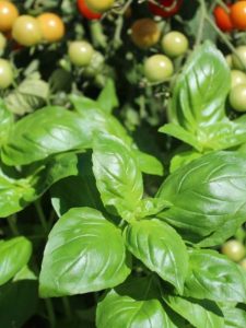 cropped-2-basil-tomatoes.jpg