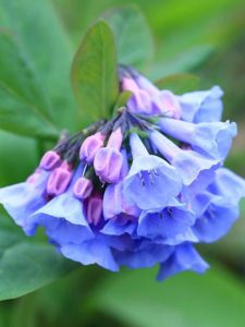 A cluster of blue-pink Virginia bluebell flowers.