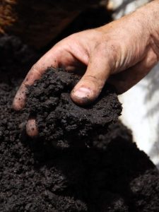cropped-4-black-soil.jpg