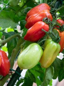 cropped-4-san-marzano-tomatoes.jpg