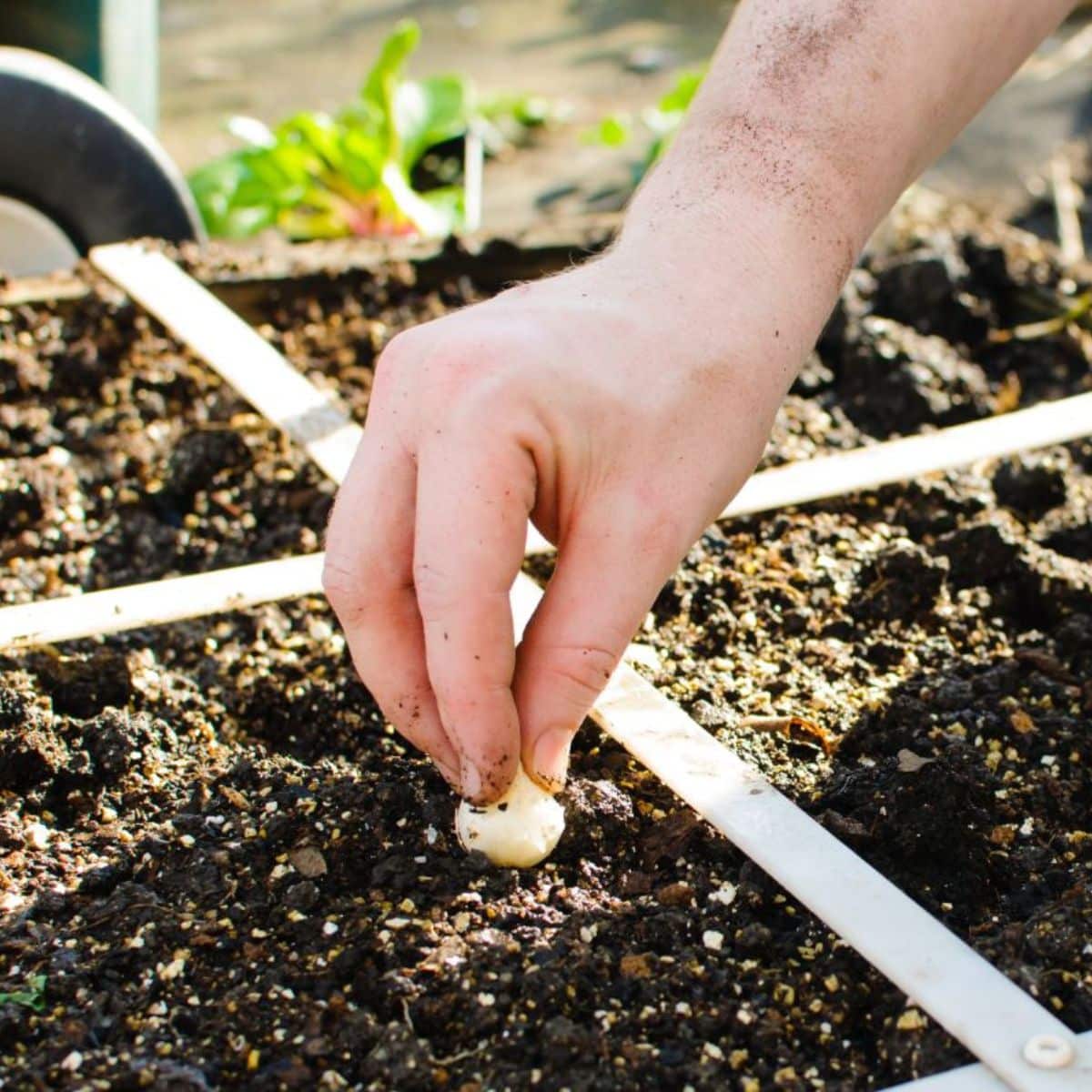 A gardener planting a bulb in a raised garden bed.
