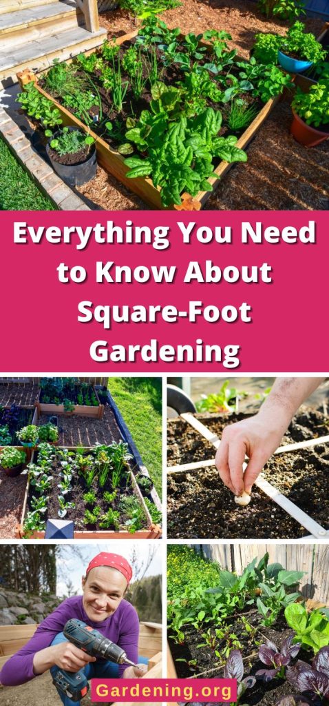 Everything You Need to Know About Square-Foot Gardening pinterest image.