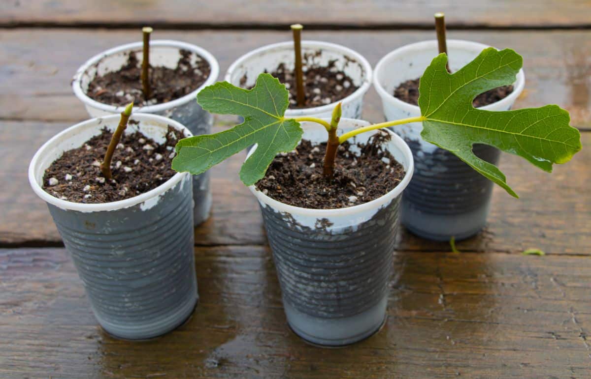 Fiddle leaf fig cuttings are set into a soil medium to root