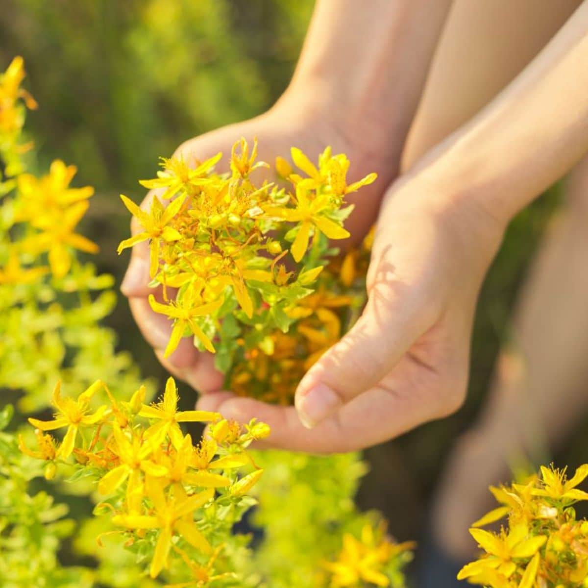 Woman's hands holding St. John's worth flowers in yellow bloom.