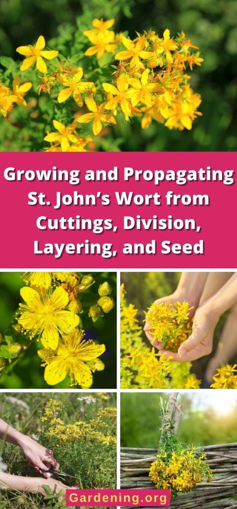 Growing and Propagating St. John’s Wort from Cuttings, Division, Layering, and Seed pinterest image.