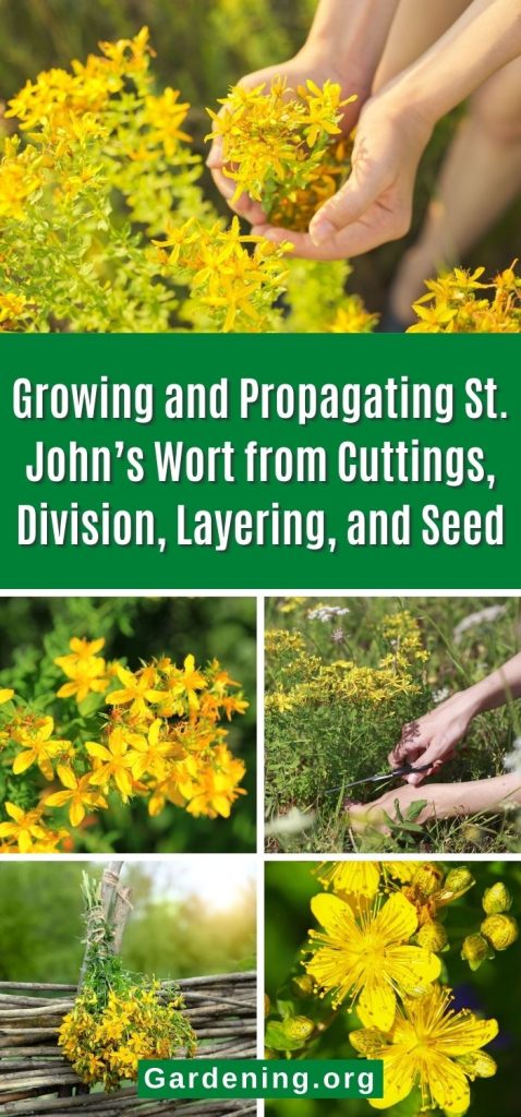 Growing and Propagating St. John’s Wort from Cuttings, Division, Layering, and Seed pinterest image.