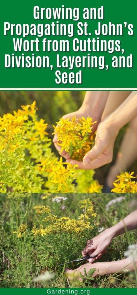 Growing and Propagating St. John’s Wort from Cuttings, Division, Layering, and Seed pinterest image.