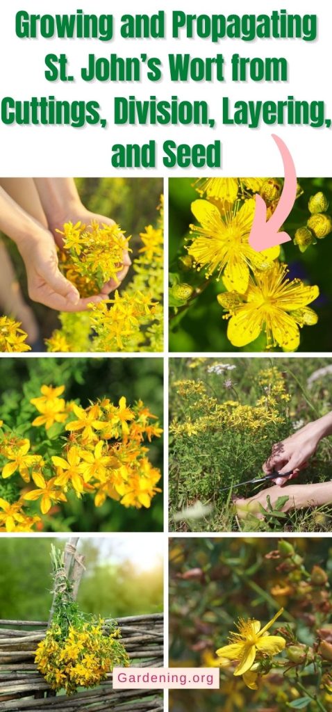 Growing and Propagating St. John’s Wort from Cuttings, Division, Layering, and Seed pinterest image.