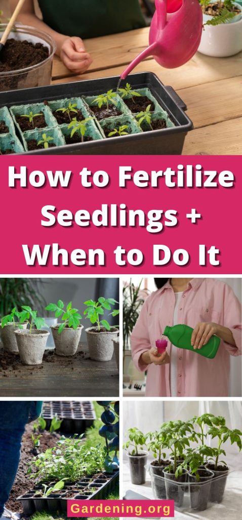 How to Fertilize Seedlings + When to Do It pinterest image.