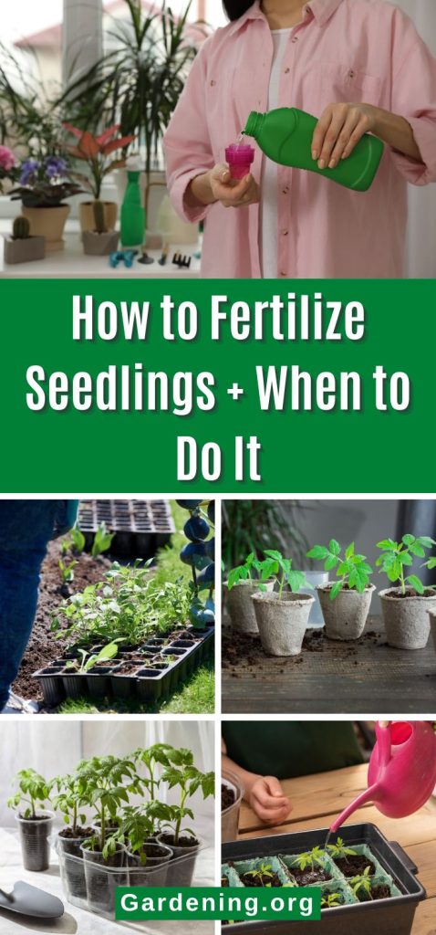How to Fertilize Seedlings + When to Do It pinterest image.