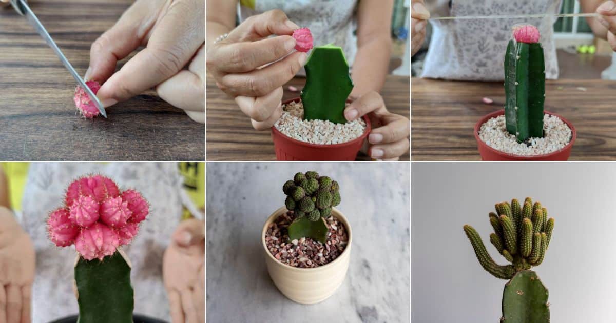 How to Graft a Cactus in 4 Easy Steps - Gardening