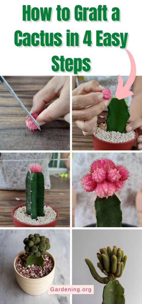 How to Graft a Cactus in 4 Easy Steps pinterest image.