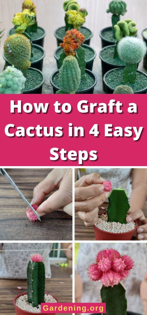 How to Graft a Cactus in 4 Easy Steps pinterest image.