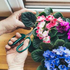 A gardener with scissors taking a cutting of african violet on a windowsill.