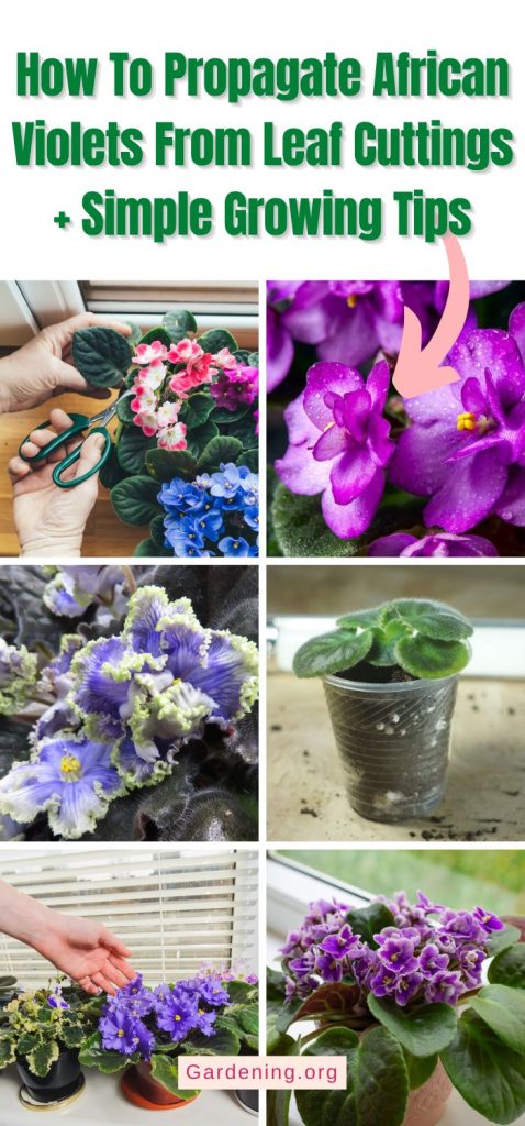 How To Propagate African Violets From Leaf Cuttings + Simple Growing Tips pinterest image.