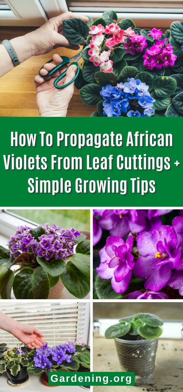 Violet Planting How To Propagate African Violets From Leaf Cuttings - Gardening