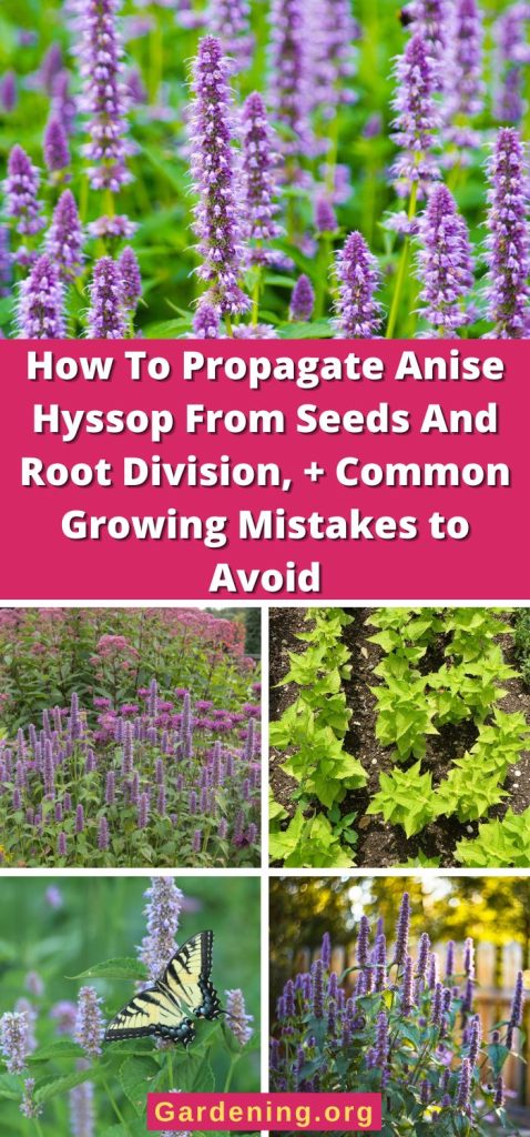 How To Propagate Anise Hyssop From Seeds And Root Division, + Common Growing Mistakes to Avoid pinterest image.