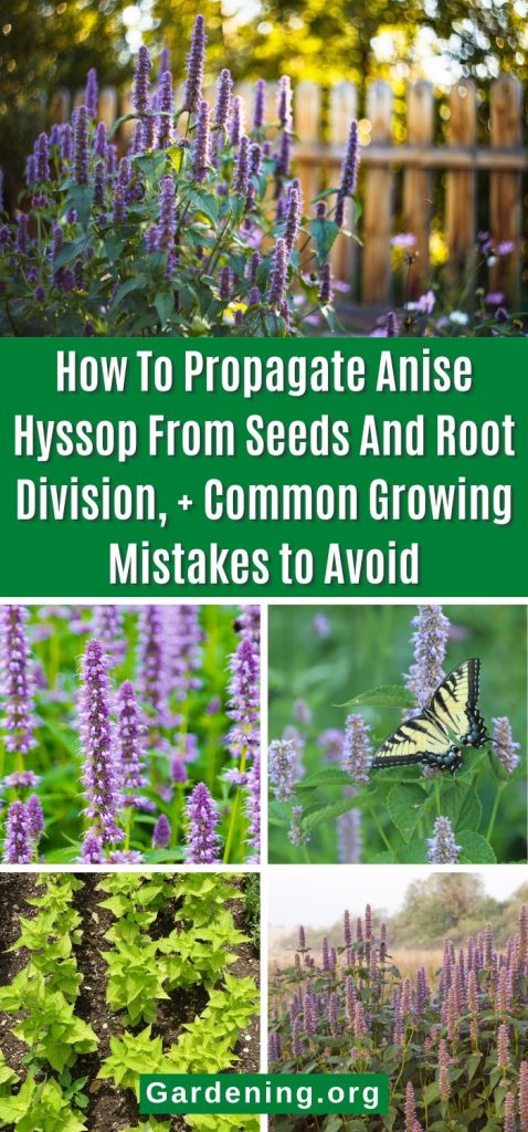 How To Propagate Anise Hyssop From Seeds And Root Division, + Common Growing Mistakes to Avoid pinterest image.