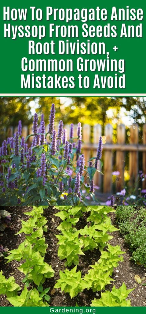 How To Propagate Anise Hyssop From Seeds And Root Division, + Common Growing Mistakes to Avoid pinterest image.