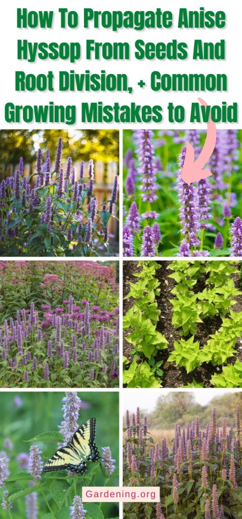 How To Propagate Anise Hyssop From Seeds And Root Division, + Common Growing Mistakes to Avoid pinterest image.