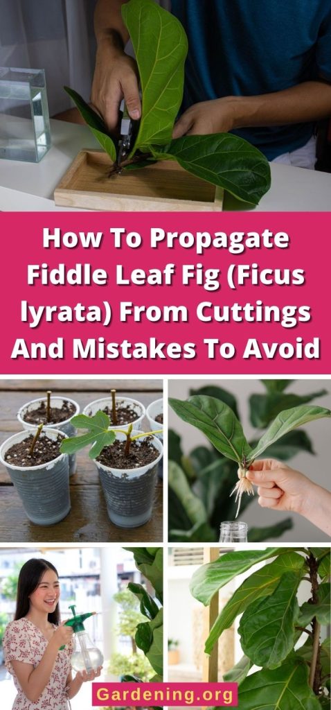 How To Propagate Fiddle Leaf Fig (Ficus lyrata) From Cuttings And Mistakes To Avoid pinterest image.