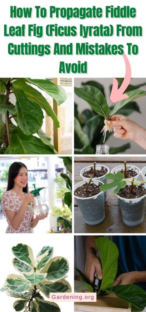 How To Propagate Fiddle Leaf Fig (Ficus lyrata) From Cuttings And Mistakes To Avoid pinterest image.