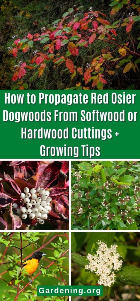 How to Propagate Red Osier Dogwoods From Softwood or Hardwood Cuttings + Growing Tips pinterest image.