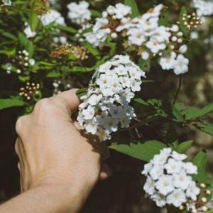 A hand holding a Viburnum Tinus flower in white bloom.
