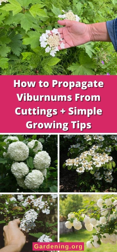 How to Propagate Viburnums From Cuttings + Simple Growing Tips pinterest image.