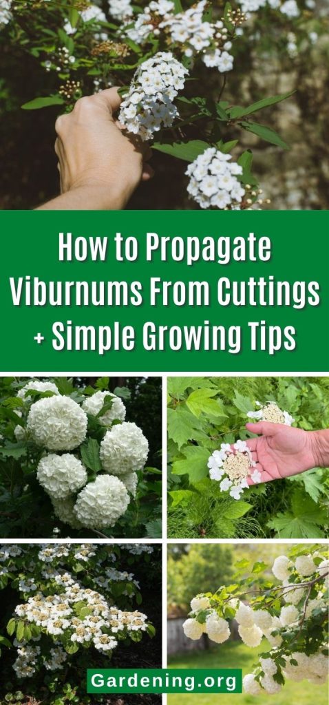 How to Propagate Viburnums From Cuttings + Simple Growing Tips pinterest image.