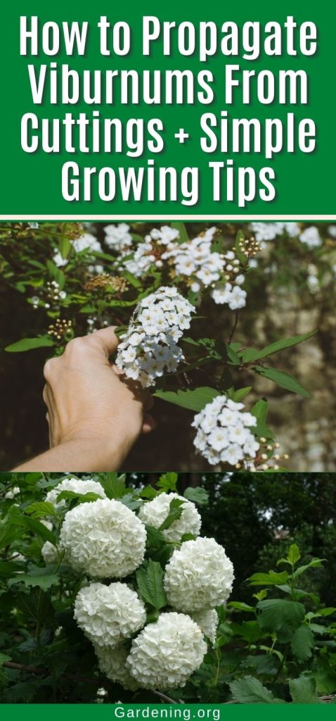 How to Propagate Viburnums From Cuttings + Simple Growing Tips pinterest image.