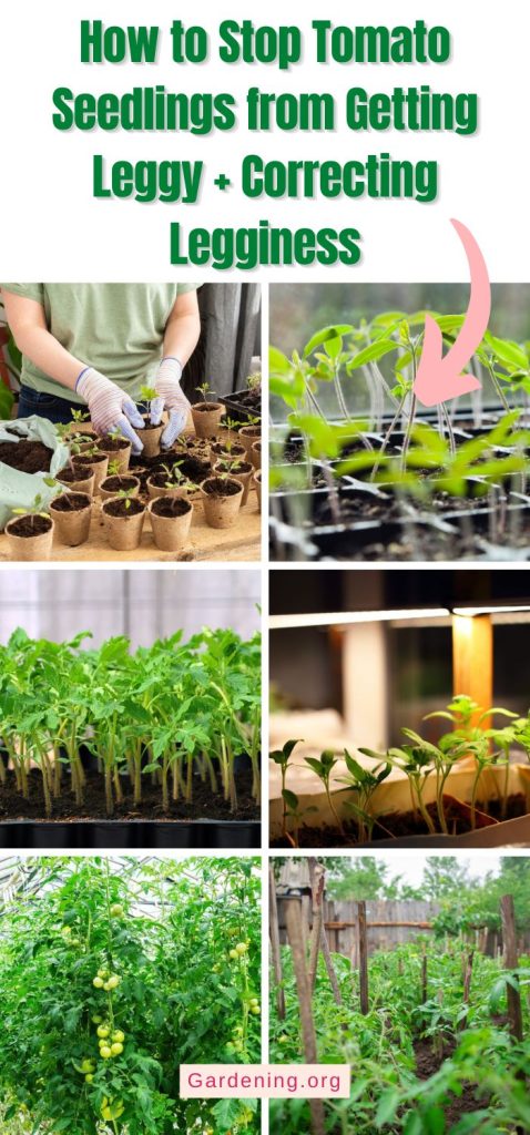 How to Stop Tomato Seedlings from Getting Leggy + Correcting Legginess pinterest image.